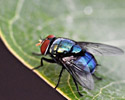 green bottle fly on a dark leaf