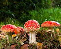 a patch of spotted, red mushrooms sprouting from a lush forest floor
