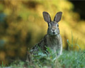 alert rabbit in a field of green and yellow